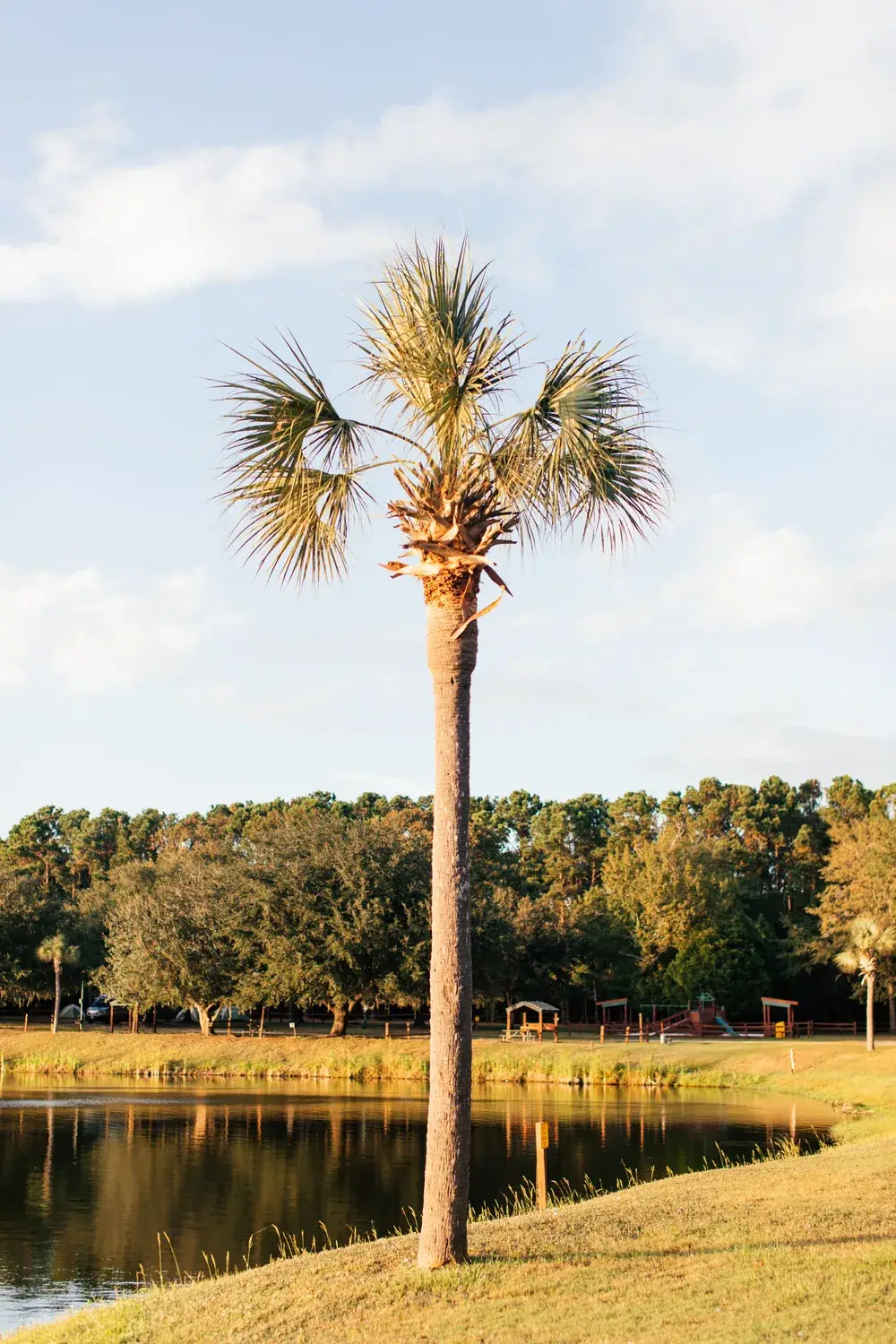Sabal palm on a grassy bank beside a Charlotte County pond